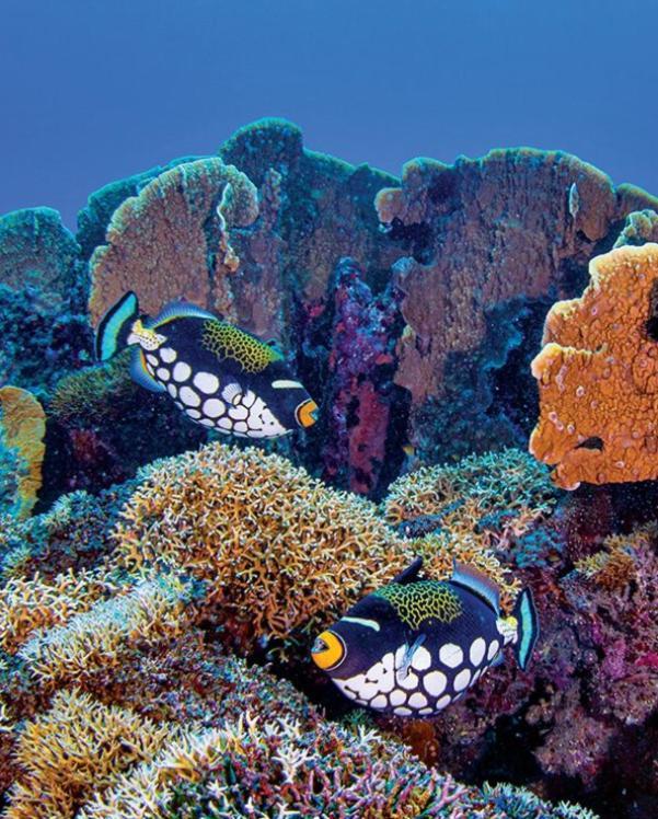 Pristine Paradise Dive Resort - Togean Islands, Una Una Pulau Unauna 外观 照片
